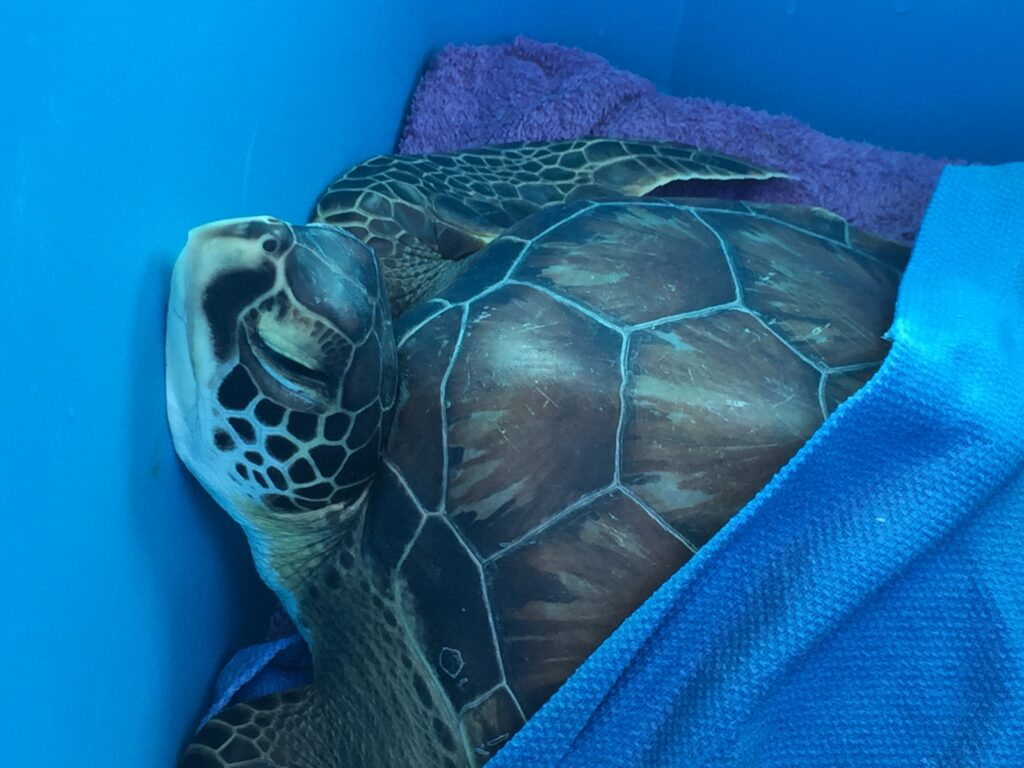 Rescue sea turtle being transported via the ferry