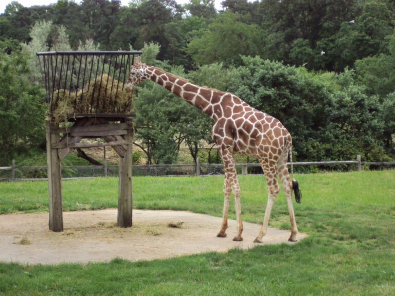 Photo of a giraffe at Cape May County Zoo