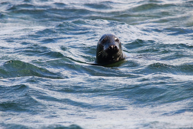 Seal pops its head through the surface of the water