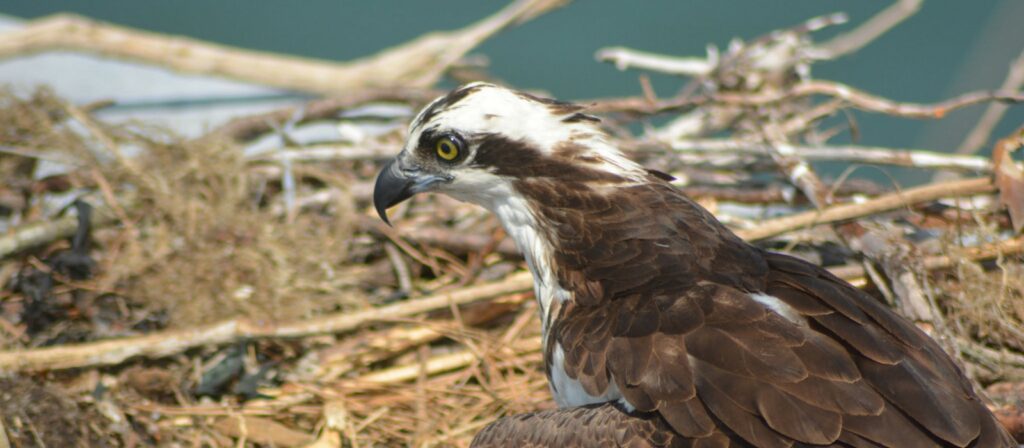 Osprey in nest, overlooking the Delaware Bay