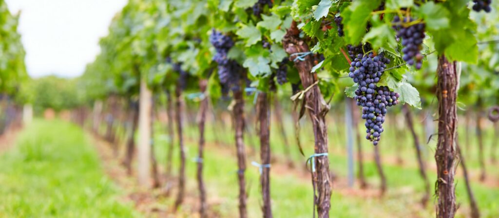 close up shot of large clusters of grapes on a vine in a vineyard near the Cape May Ferry terminal