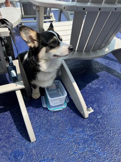 Turbo-Dog-08-01-23-005